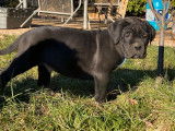 À vendre, 2 chiots Canes Corsos, 1 mâle noir et 1 femelle bringée, LOF