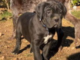 À vendre, 2 chiots Canes Corsos, 1 mâle noir et 1 femelle bringée, LOF