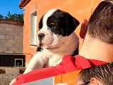 En vente : 2 chiots Bulldogs Continentaux mâles noir et blanc LOF