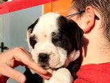 En vente : 2 chiots Bulldogs Continentaux mâles noir et blanc LOF