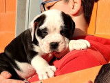 En vente : 2 chiots Bulldogs Continentaux mâles noir et blanc LOF