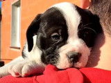 En vente : 2 chiots Bulldogs Continentaux mâles noir et blanc LOF