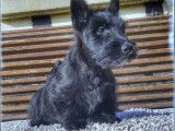 Disponible &agrave; la vente : deux chiots m&acirc;les Scottish Terrier noirs LOF