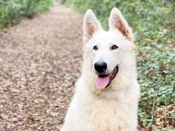 Disponible pour saillie : un chien Berger Blanc Suisse LOF au pelage blanc