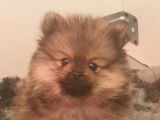 Chiots Spitz Allemand LOF à vendre