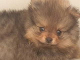 Chiots Spitz Allemand LOF à vendre