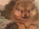 Chiots Spitz Allemand LOF à vendre