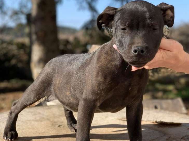 Disponible à la vente : un chiot mâle noir Staffordshire Bull Terrier LOF