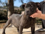 Disponible à la vente : un chiot mâle noir Staffordshire Bull Terrier LOF