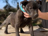Disponible à la vente : un chiot mâle noir Staffordshire Bull Terrier LOF