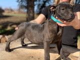 Disponible à la vente : un chiot mâle noir Staffordshire Bull Terrier LOF