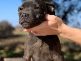 Disponible à la vente : un chiot mâle noir Staffordshire Bull Terrier LOF