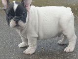Chiots Bouledogue Français LOF à vendre