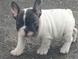 Chiots Bouledogue Français LOF à vendre