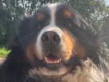 De type Bouvier Bernois disponible pour saillie