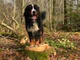 De type Bouvier Bernois disponible pour saillie