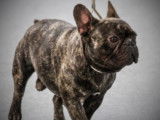 Etalon Bouledogue Français LOF bringé disponible pour saillie