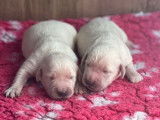9 chiots Golden Retrievers blancs LOF à réserver
