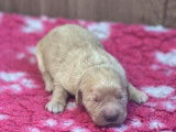 9 chiots Golden Retrievers blancs LOF à réserver