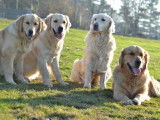 9 chiots Golden Retrievers blancs LOF à réserver