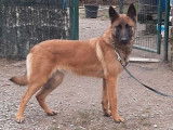 À vendre : un chiot femelle Malinois LOF au pelage fauve charbonné
