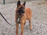 À vendre : un chiot femelle Malinois LOF au pelage fauve charbonné