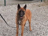 À vendre : un chiot femelle Malinois LOF au pelage fauve charbonné