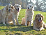 Réservation pour 7 chiots Golden Retrievers LOF, couleur sable