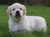 Chiots Golden Retriever LOF à réserver