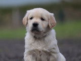Chiots Golden Retriever LOF à réserver