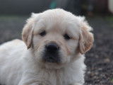 Chiots Golden Retriever LOF à réserver