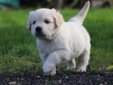 Chiots Golden Retriever LOF à réserver