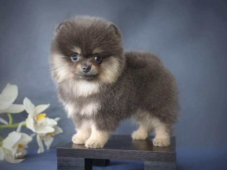 Un chiot Spitz Pomeranian mâle bleu et tan LOF à vendre
