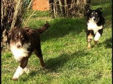 3 chiots femelles Bergers Am&eacute;ricains tricolores &agrave; vendre, LOF