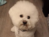 Male Bichon Frisé pour saillie