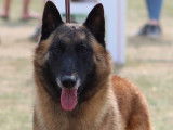 Berger Belge Malinois pour saillie