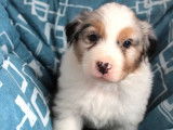 À réserver, 6 chiots Bergers Australiens (LOF) : 2 mâles, 4 femelles