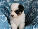 À réserver, 6 chiots Bergers Australiens (LOF) : 2 mâles, 4 femelles