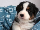 À réserver, 6 chiots Bergers Australiens (LOF) : 2 mâles, 4 femelles