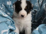 À réserver, 6 chiots Bergers Australiens (LOF) : 2 mâles, 4 femelles