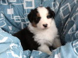 À réserver, 6 chiots Bergers Australiens (LOF) : 2 mâles, 4 femelles