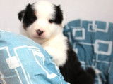 À réserver, 6 chiots Bergers Australiens (LOF) : 2 mâles, 4 femelles