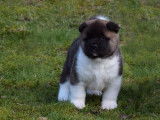 Vente de trois chiots Akitas Américains mâles tricolores (LOF)