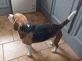 Beagle disponible pour saillie