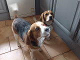Beagle disponible pour saillie