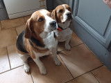 Beagle disponible pour saillie