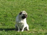 Vente de deux chiennes Carlins sable âgée de deux ans (LOF)
