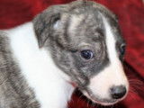 Chiots Whippet LOF à réserver