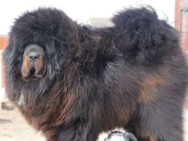 Chiots Dogue du Tibet LOF à réserver