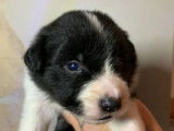 Chiots Border Collie LOF à réserver